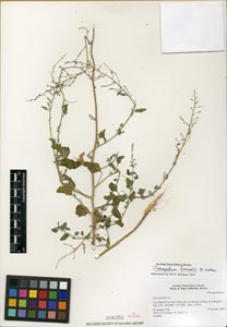 Herbarium Sheet of 